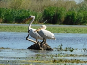 danube delta pelicans